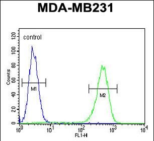 Rabbit Polyclonal Antibody to AMACR