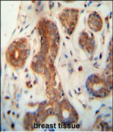 Rabbit Polyclonal Antibody to CEPT1 (N-term)