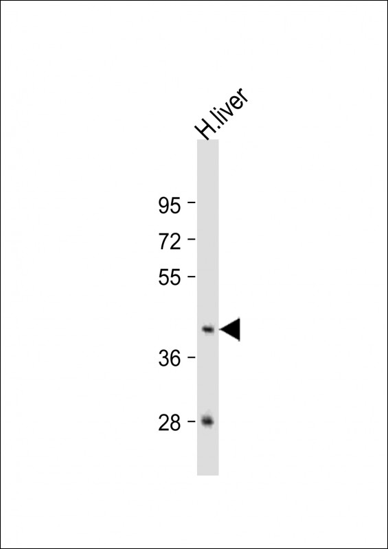 GNA15