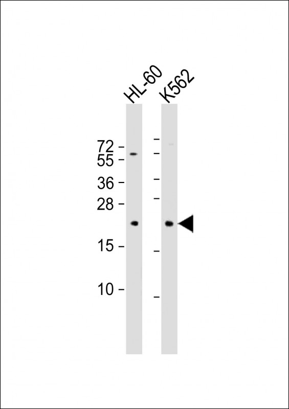 GTSF1
