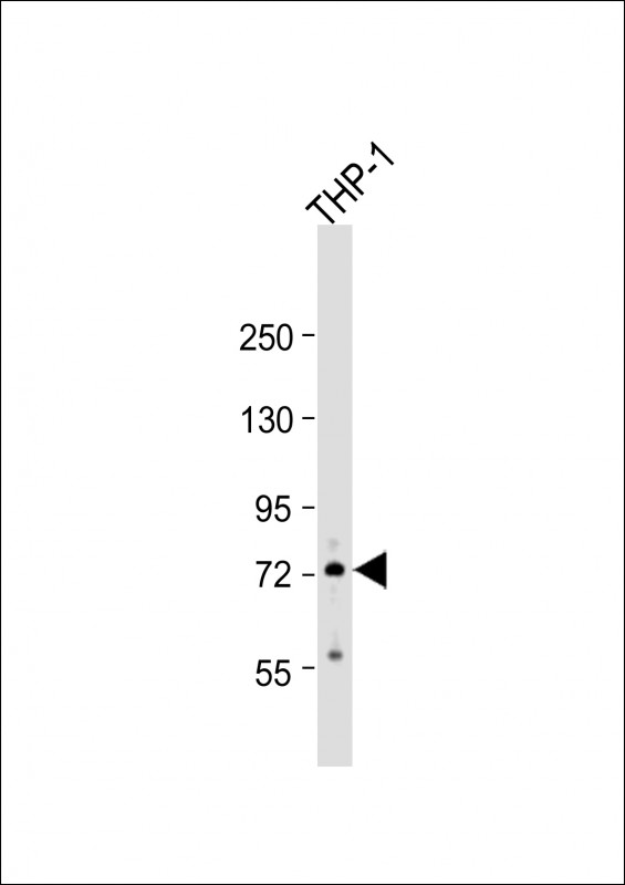 RNF19B
