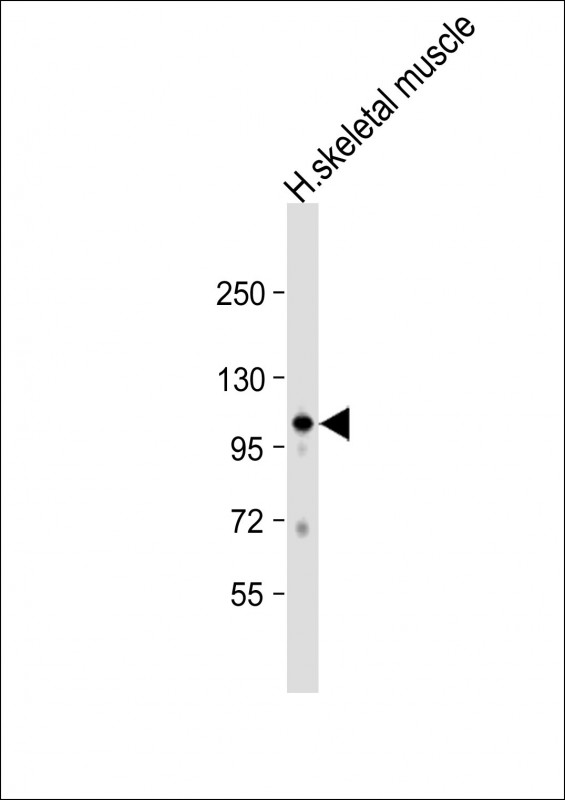 GAS2L2
