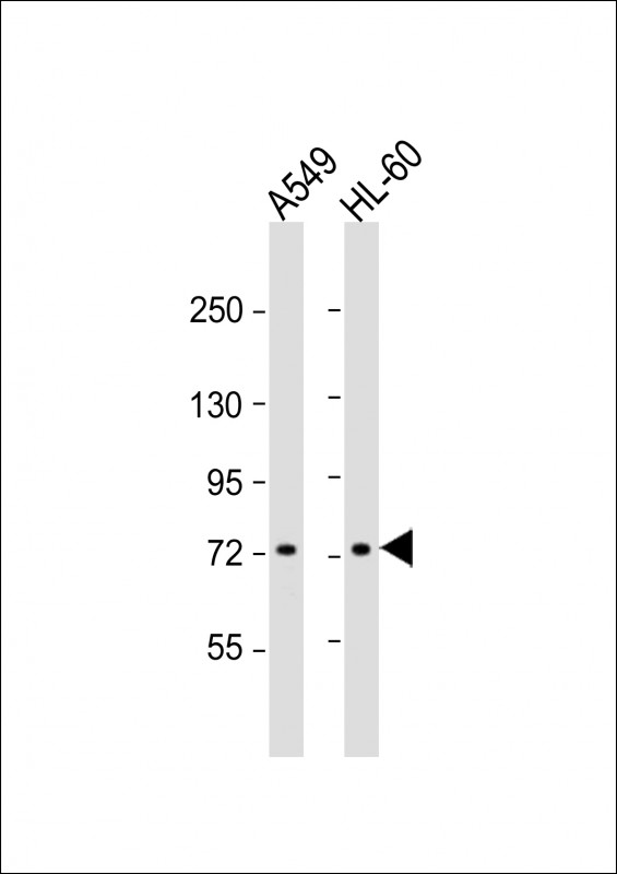 VWA2 (N-term)
