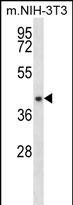 Rabbit Polyclonal Antibody to NUDT9
