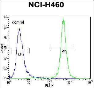 Rabbit Polyclonal Antibody to MST1