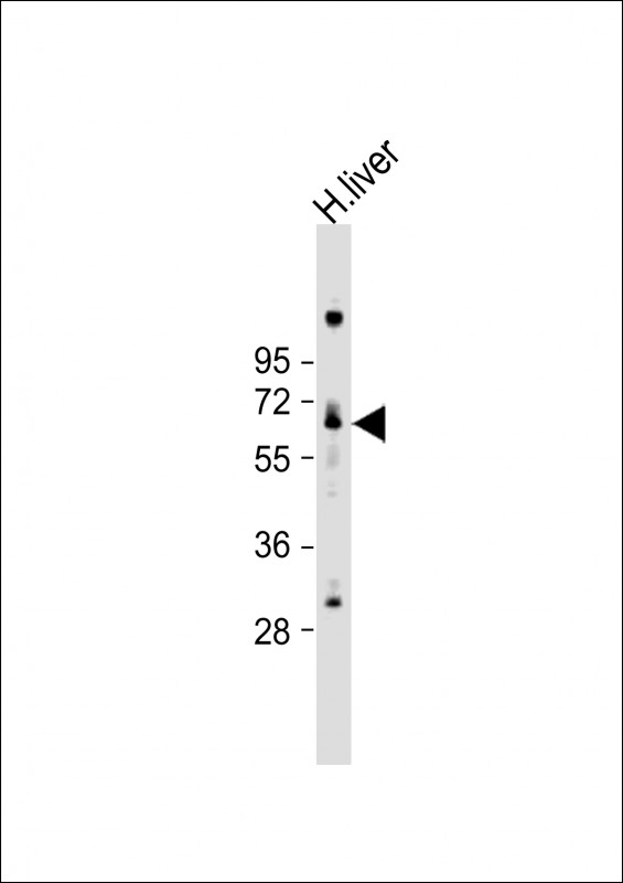 LINGO4