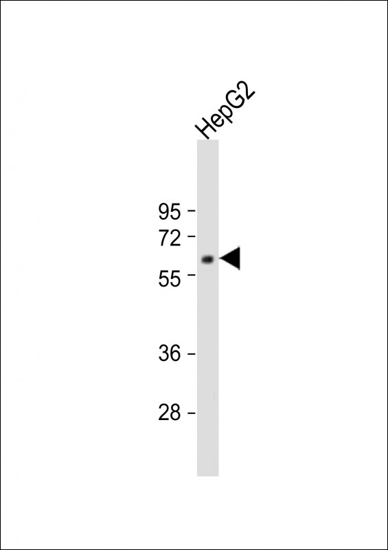 MPP3