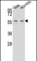 Rabbit Polyclonal Antibody to MPP3