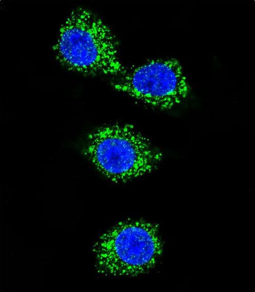 Rabbit Polyclonal Antibody to MPP3