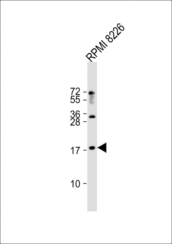 RPL27
