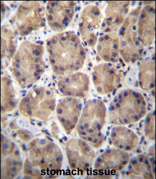 Rabbit Polyclonal Antibody to RPL27