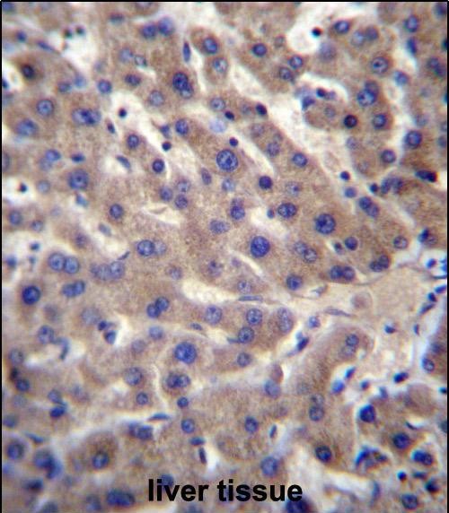 Rabbit Polyclonal Antibody to CNTLN (N-term)