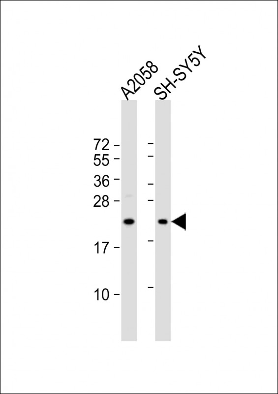 FGF11 (N-term)