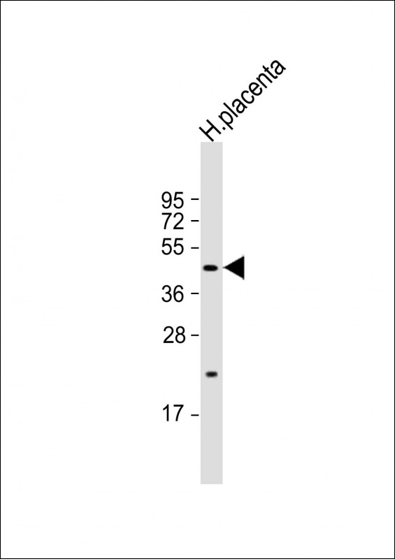 SGPP1 (N-term)