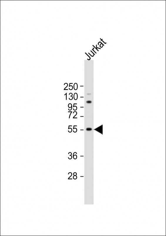 NETO2 (N-term )