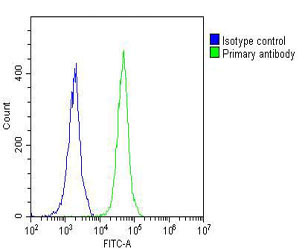 Rabbit Polyclonal Antibody to NETO2 (N-term )