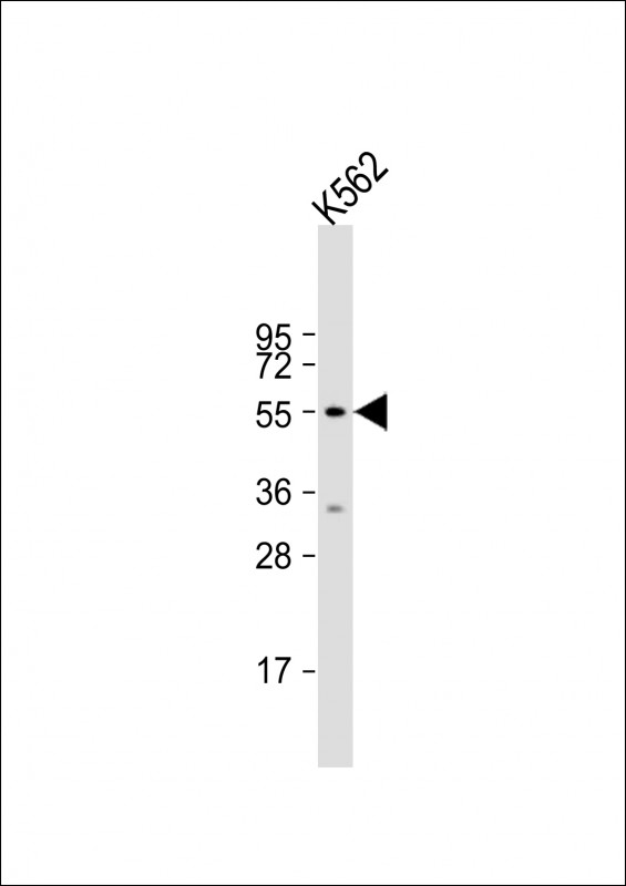 HYAL4