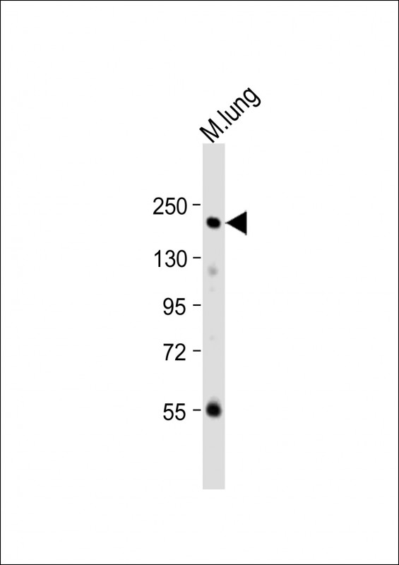 Mouse Mst1r