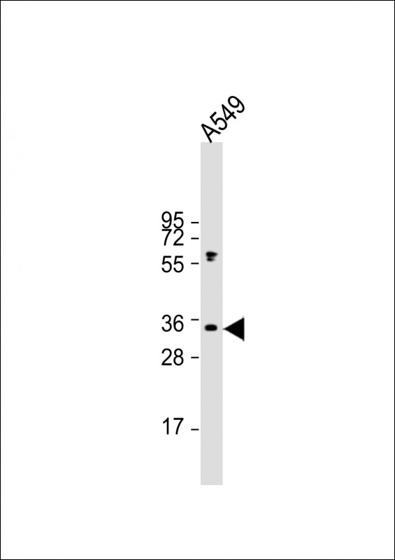 ORAI1
