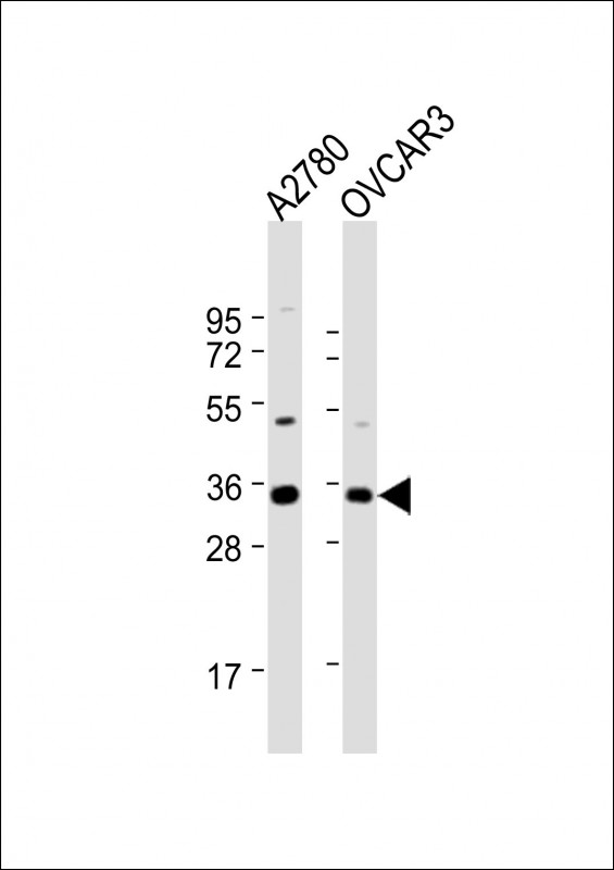 NANOG (N-term)