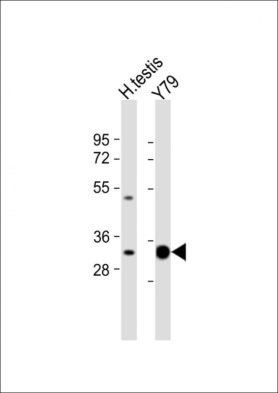 ELOVL4