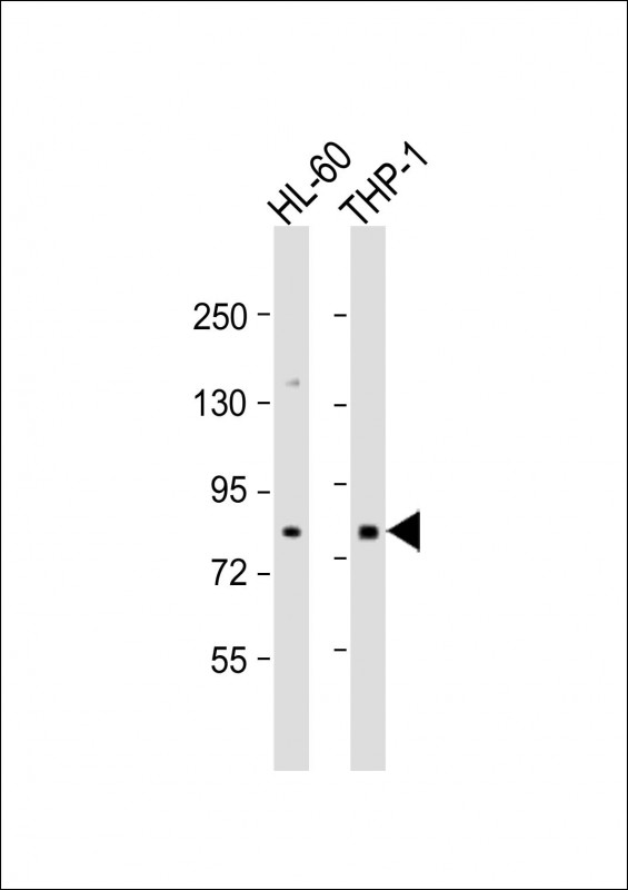 SEMA4A (N-term)