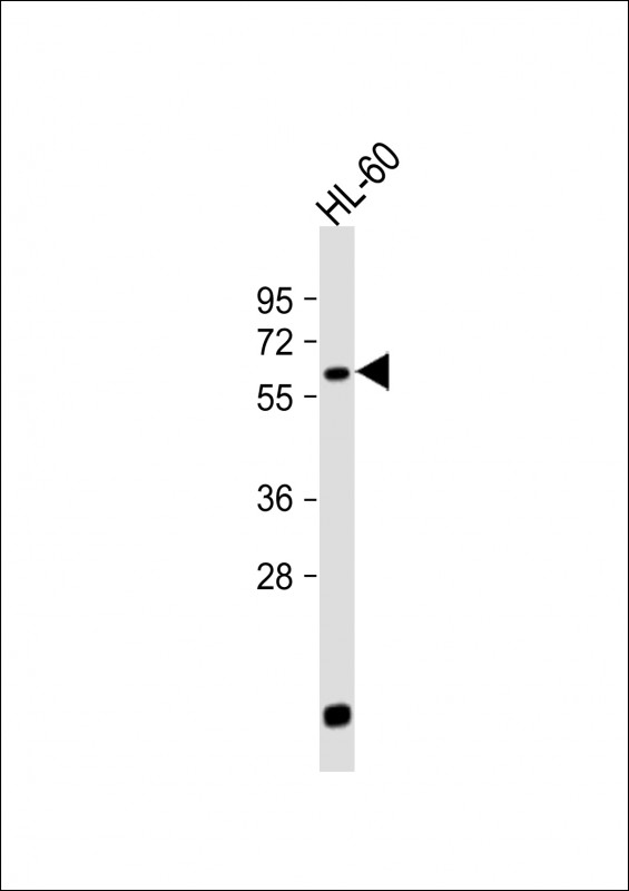 LIN9 (N-term)