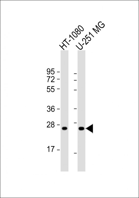 ULBP2