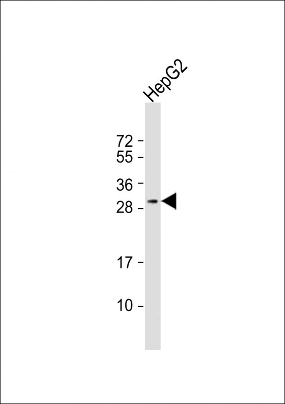 CELA1 (N-term)