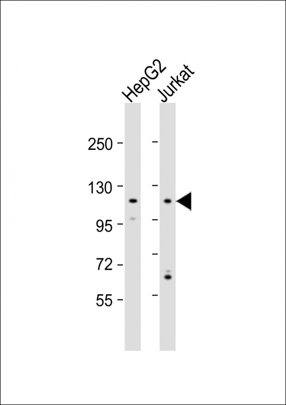 MAN2C1(N-term)