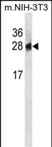 Rabbit Polyclonal Antibody to PSPH (N-term)