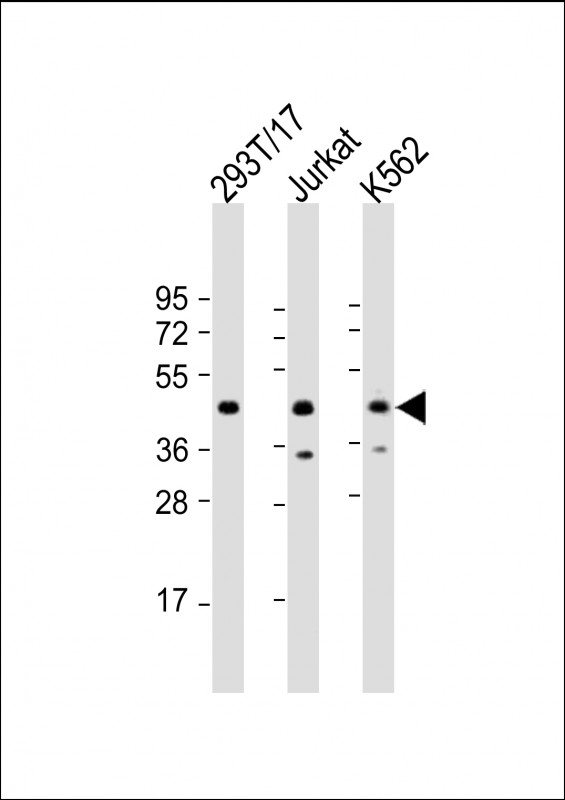 PHF6