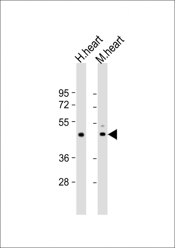 TPRA1 (N-Term)