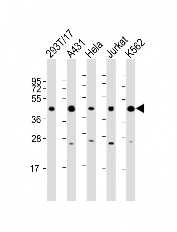 PHF6
