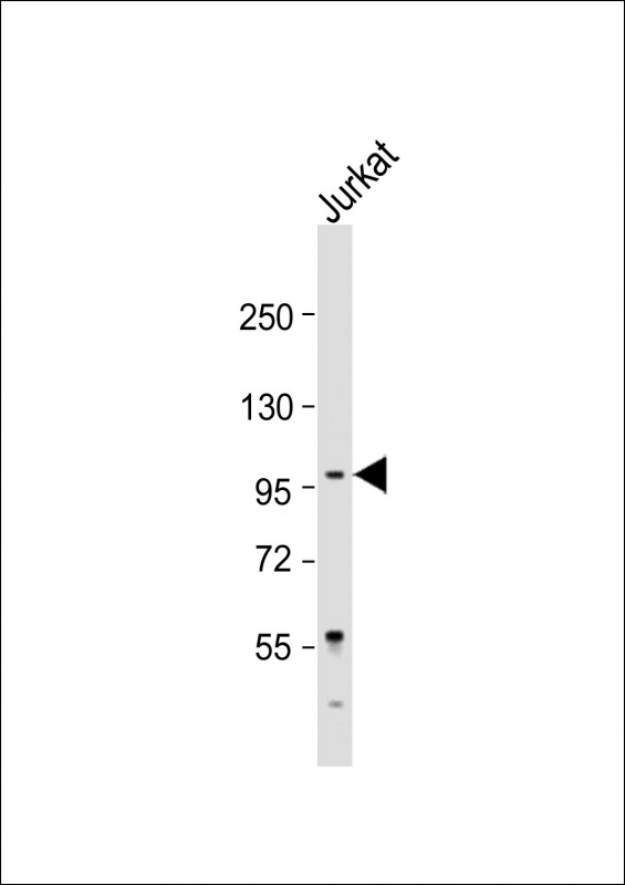 LARGE