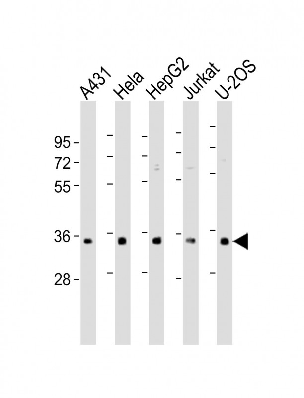 RNPS1 (N-Term)