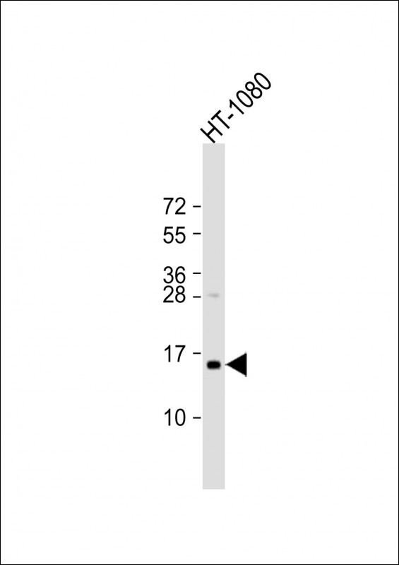 TAX1BP3