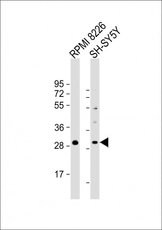PPAPDC1B