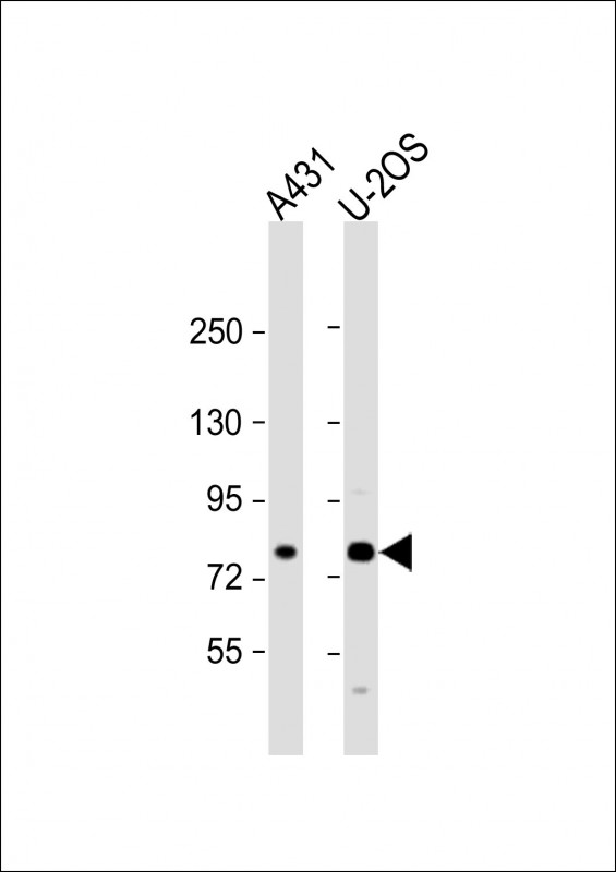MAN1A2