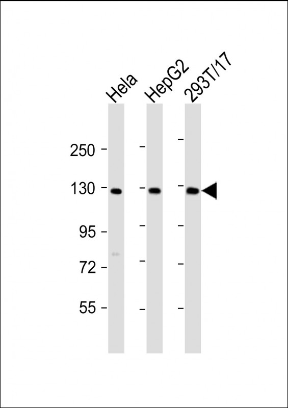 LRIG3 (N-Term)