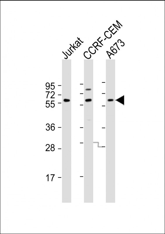 CCT8L2 (N-Term)