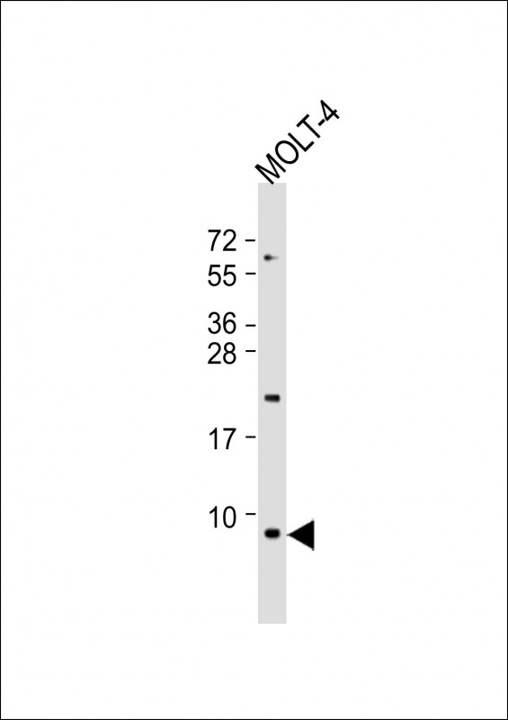 GNG5