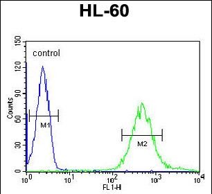 Rabbit Polyclonal Antibody to FUT6