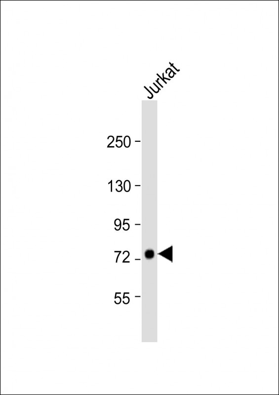 GGNBP2