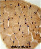 Rabbit Polyclonal Antibody to GGNBP2