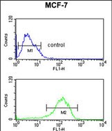 Rabbit Polyclonal Antibody to LSP1