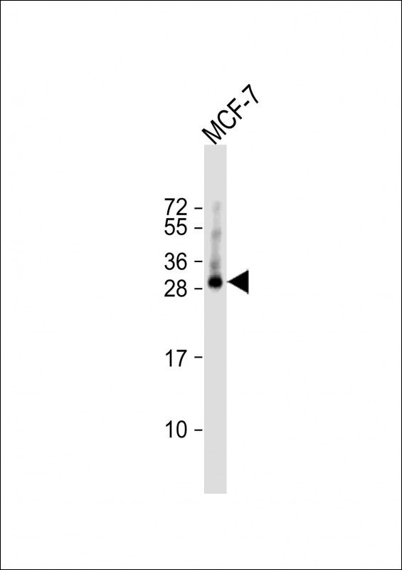 TMEM111  (N-term)