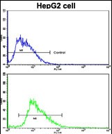 Rabbit Polyclonal Antibody to LAMB2