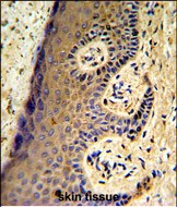 Rabbit Polyclonal Antibody to MAFF