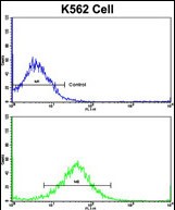 Rabbit Polyclonal Antibody to FPGS